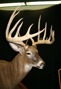 deer
