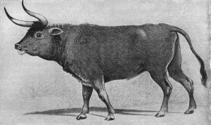 19th Century Copy of an older image of an aurochs