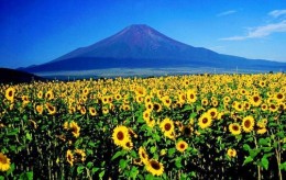 sunflowers-fukushima-537x339
