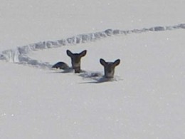 deepsnow